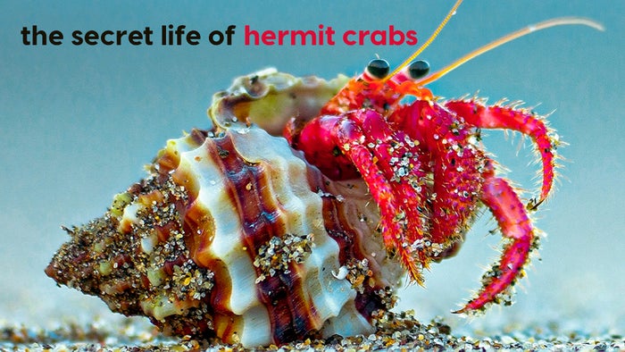 The Secret Life Of The Hermit Crab on JioTV