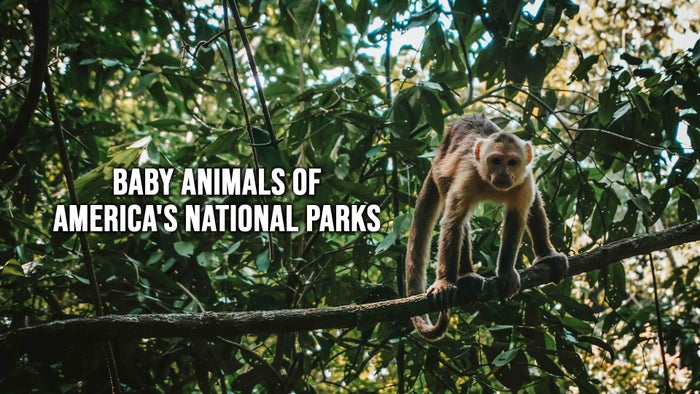 Baby Animals of America's National Parks on JioTV