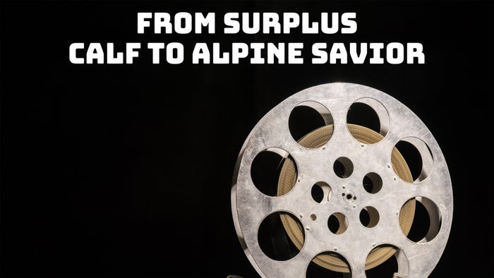 From Surplus Calf To Alpine Savior on JioTV