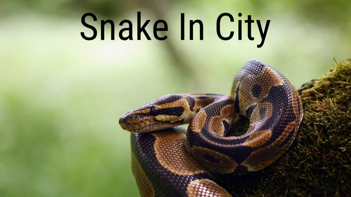 Snake In City on JioTV