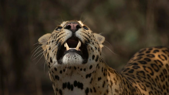 Leopard Dynasty: The Rise of Rana on JioTV