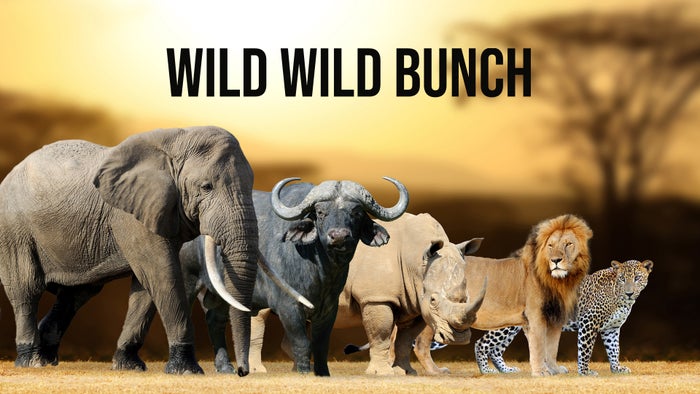 Wild Wild Bunch Episode No.1 on JioTV
