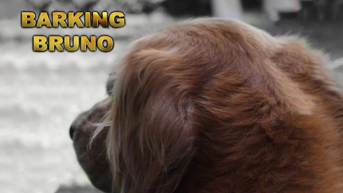 Barking Bruno on JioTV