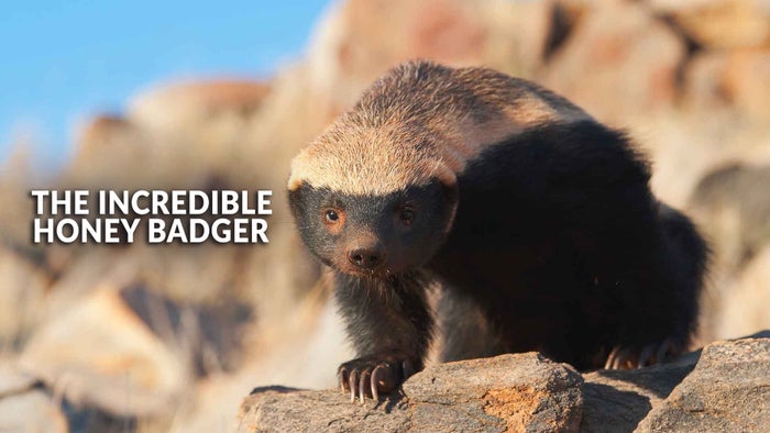 The Incredible Honey Badger on JioTV