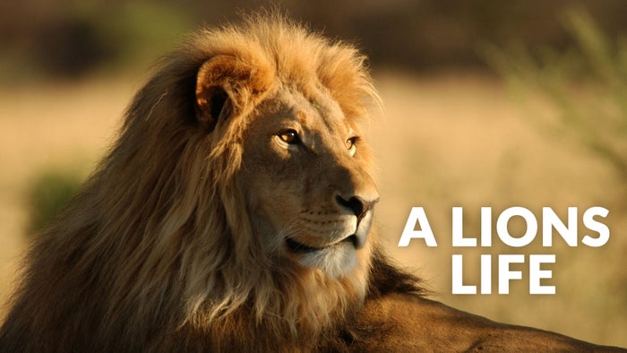 A Lions Life on JioTV