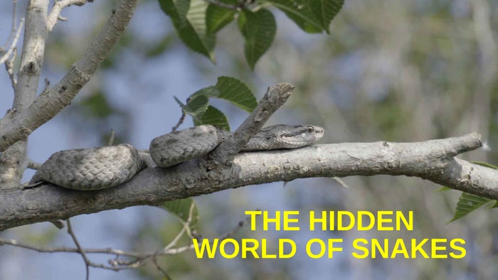 The Hidden World of Snakes Episode No.3 on JioTV