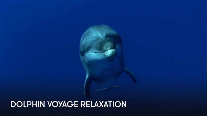 Dolphin Voyage Relaxation on JioTV