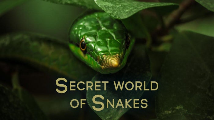 The Secret World of Snakes on JioTV
