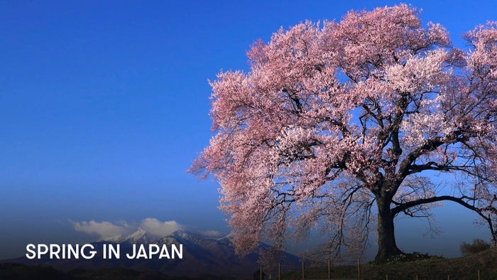 Spring in Japan on JioTV