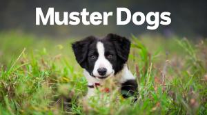Muster Dogs Episode 4 on ABC Australia