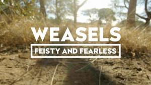Natural World:Weasels - Feisty And Fearless on Animal Planet English