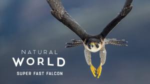 Natural World: Super Fast Falcon Episode 1 on Animal Planet English