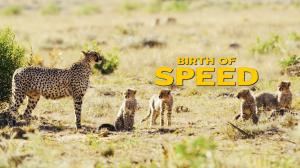 Birth Of Speed on Animal Planet English