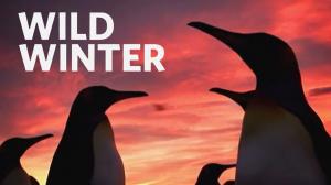 Wild Winter Episode 3 on Animal Planet English