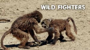 Wild Fighters Episode 4 on Animal Planet English