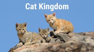 Cat Kingdom Episode 1 on Animal Planet English