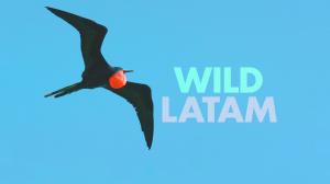 Wild Latam Episode 8 on Animal Planet English