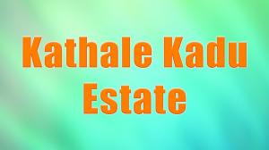 Kathale Kadu Estate on Colors Kannada SD