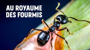 Le Royaume Des Fourmis on TV5 Monde