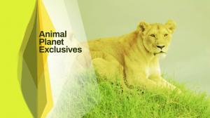 Animal Planet Exclusives on Animal Planet Hindi