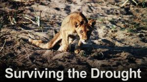 Surviving The Drought on Animal Planet Hindi