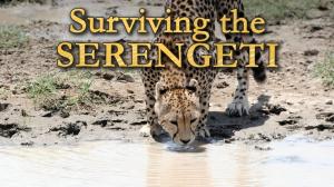 Surviving The Serengeti on Animal Planet Hindi