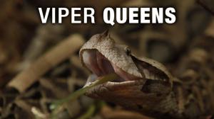 Viper Queens on Animal Planet Hindi