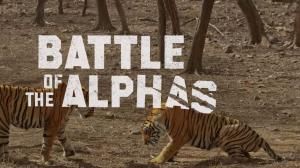 Battle Of The Alphas on Animal Planet Hindi