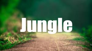 Jungle on First India News