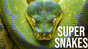 Super Snakes on Animal Planet Hindi