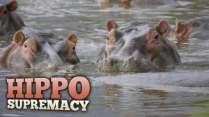 Hippo Supremacy on Animal Planet Hindi