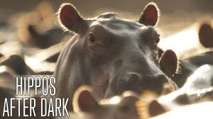 Hippos After Dark on Animal Planet Hindi