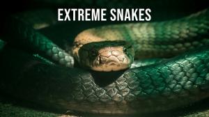 Extreme Snakes on Animal Planet Hindi