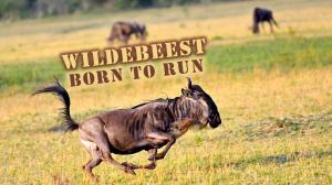 Wildebeest: Born To Run on Animal Planet Hindi