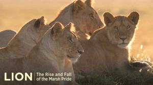 Lion: The Rise And Fall Of The Marsh Pride Episode 1 on Animal Planet Hindi