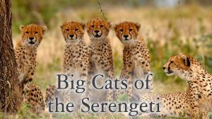 Big Cats Of The Serengeti on Animal Planet Hindi