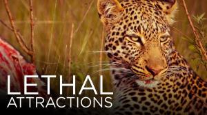 Lethal Attractions on Animal Planet Hindi