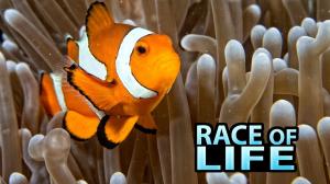 Race Of Life on Animal Planet Hindi