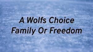 A Wolf's Choice Family Or Freedom on Animal Planet Hindi