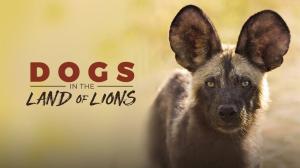 Dogs In The Land Of Lions on Animal Planet Hindi