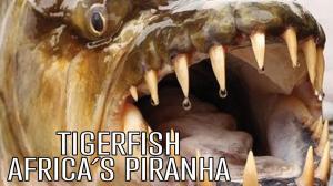 Tigerfish: Africa's Piranha on Animal Planet Hindi