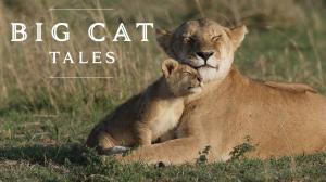 Big Cat Tales on Animal Planet Hindi