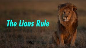 The Lions Rule on Animal Planet Hindi