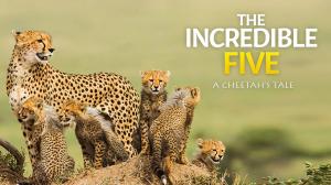 The Incredible Five - A Cheetah's Tale on Animal Planet Hindi