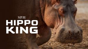 Hippo King on Animal Planet Hindi