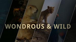 Wondrous & Wild on Animal Planet Hindi