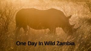 One Day In Wild Zambia on Animal Planet Hindi