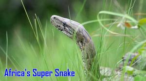 Africa's Super Snake on Animal Planet Hindi