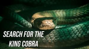 Search For The King Cobra on Animal Planet Hindi