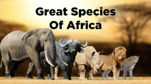 Great Species Of Africa Episode 1 on Animal Planet Hindi